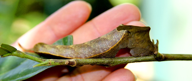 Mariposario Zhaveta Yard - Chanchamayo Mariposario Zhaveta Yard - Chanchamayo